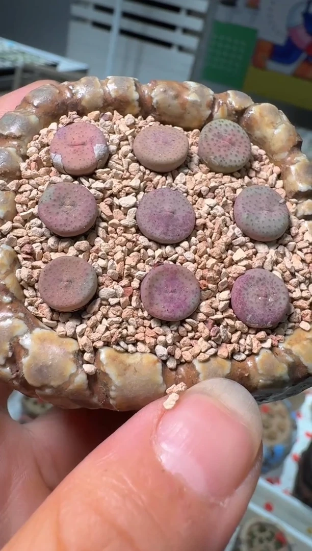 293多肉植物肉锥大嘴奶油嘴一颗