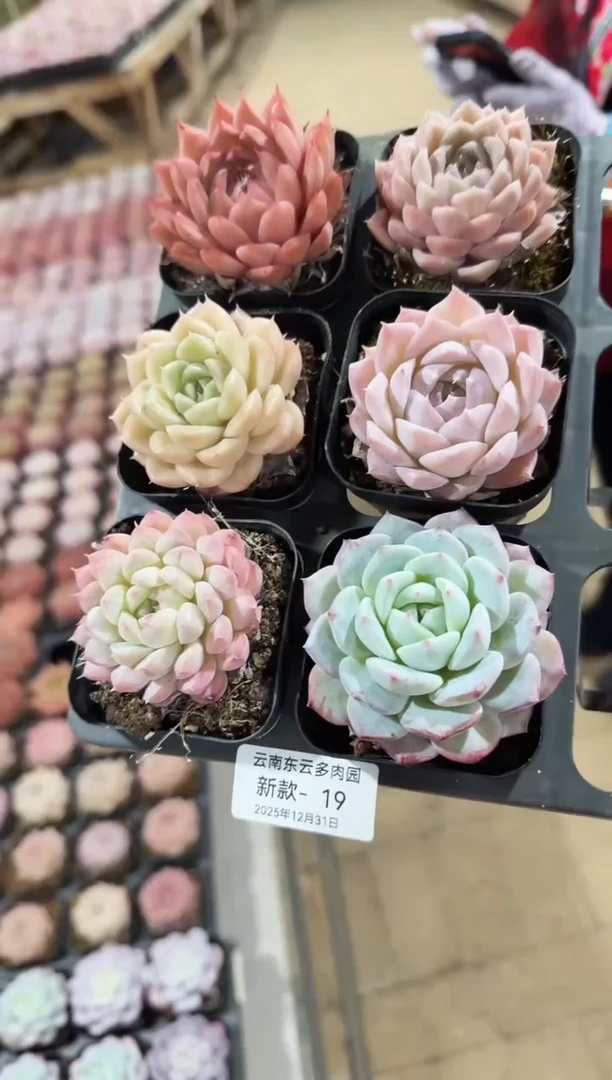 东云多肉园新款-19