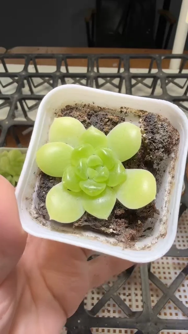 1566  CF10多肉植物