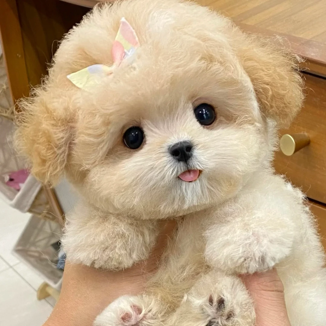 楠哥萌宠泰迪熊宠物狗狗
