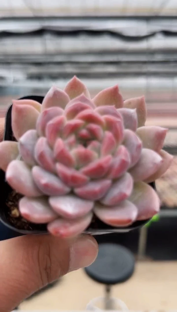 【闪购商品】福利款多肉（红韵）85