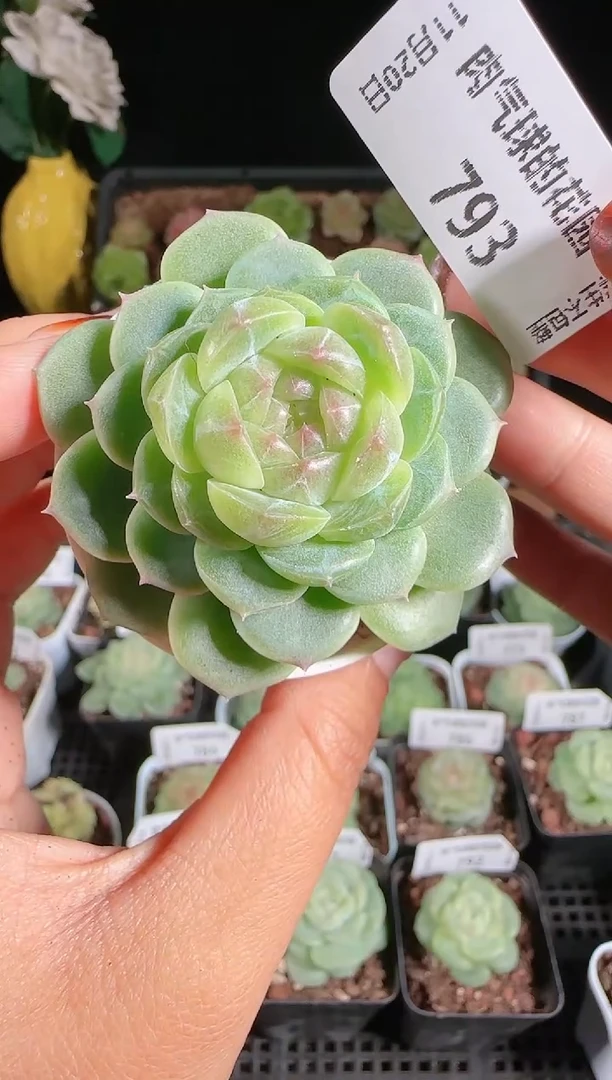 1120-793冰心13群生不包整