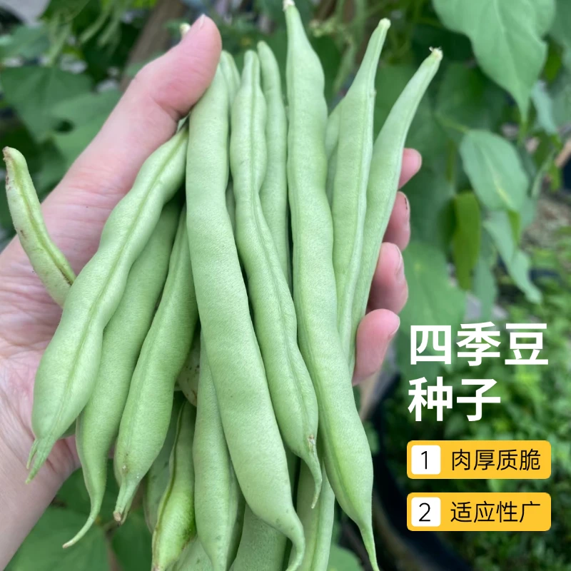 【全店满5包包邮】搭架四季豆种子四季豆角蔬菜种子