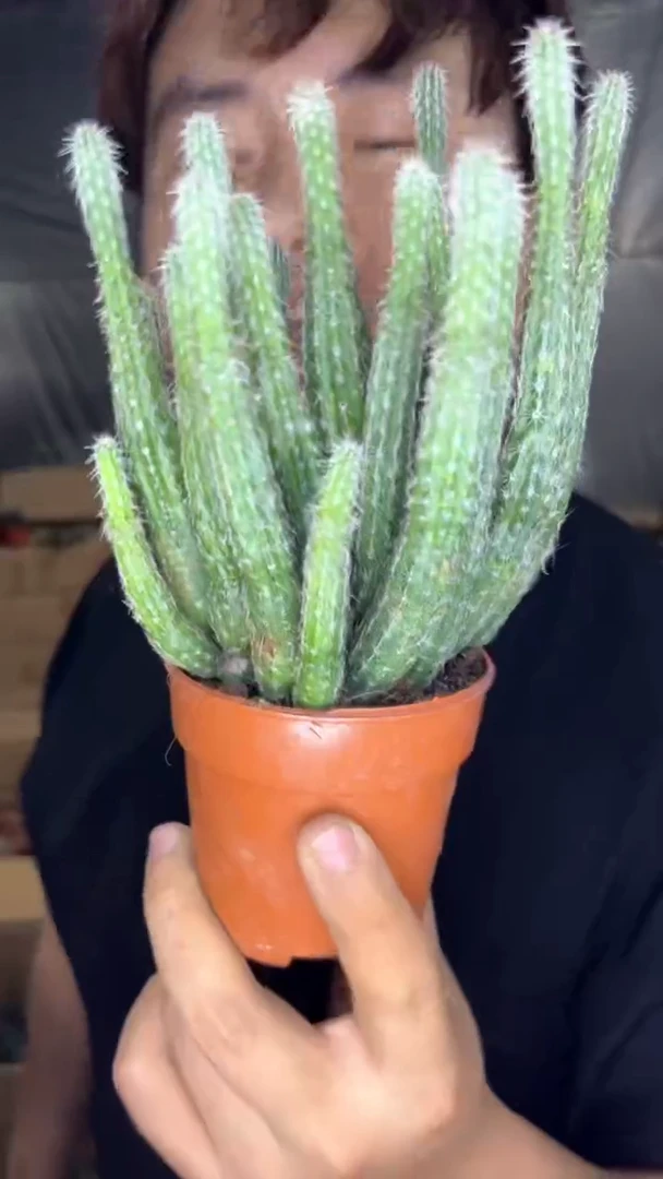 多头 银妞【带根】