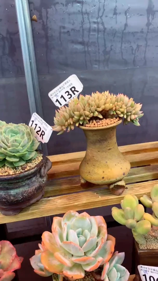 113R（一物一拍实付满28发货，默认不带盆土）