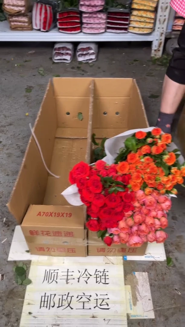 红果汁1扎+霓虹1扎+橙色芭比3扎