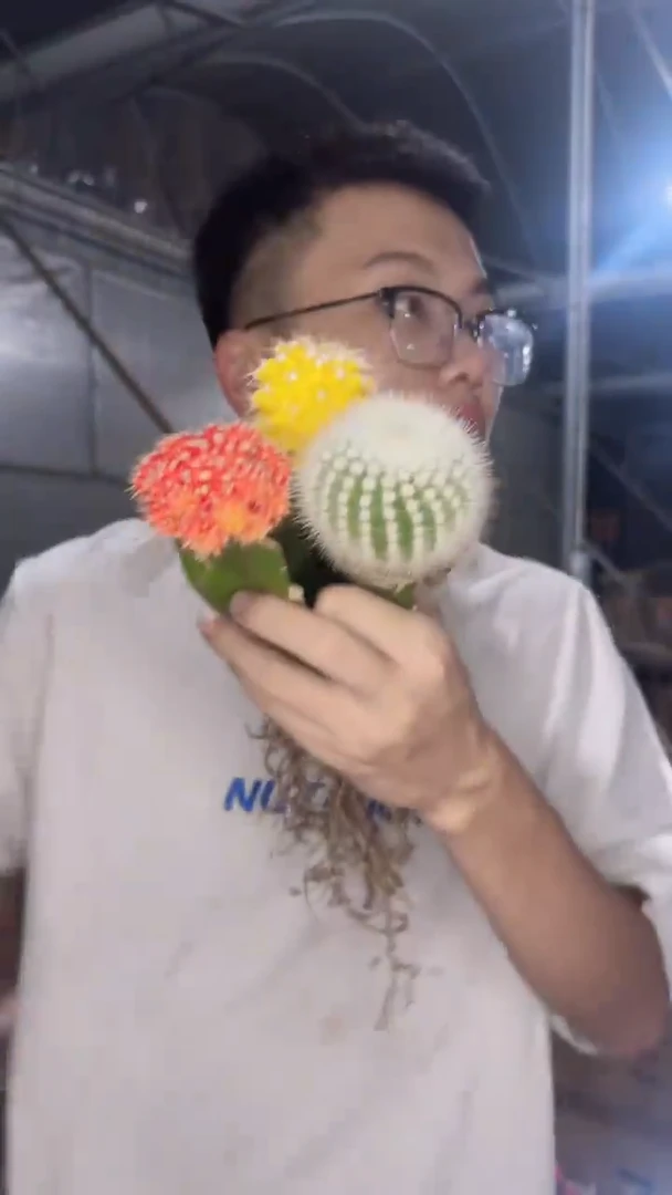 3色球组合【嫁接】