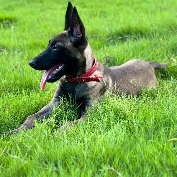 马犬之家活体幼体温顺聪明宠物友好大型犬看家护院