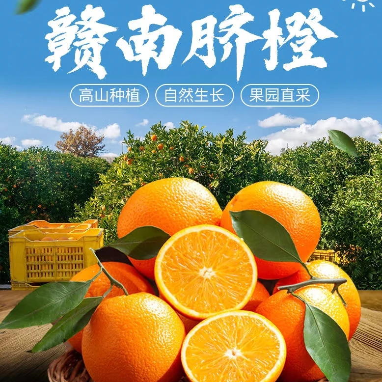 正宗江西赣南脐橙现摘新鲜应季水果产地直发香甜多汁果园现摘现发
