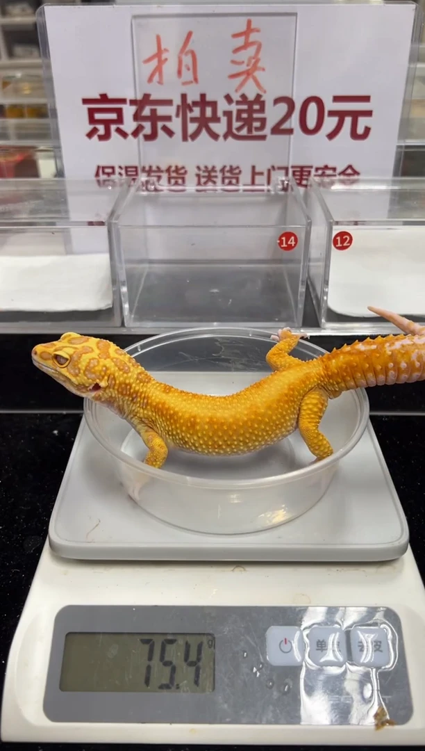 豹纹守宫00000000000