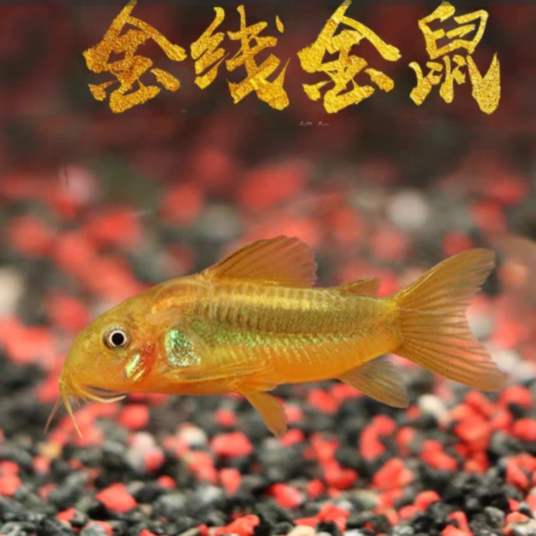 【老吴精选好物】金线金鼠鱼（三单发货）