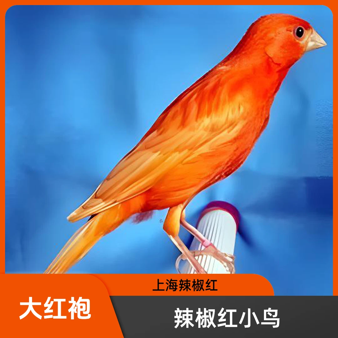 玉鸟活体 辣椒红 大鸟 大红袍 芙蓉鸟金丝雀活物鸟 京东顺丰发
