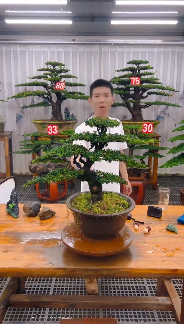 无花朵精品盆景直播间一物一拍