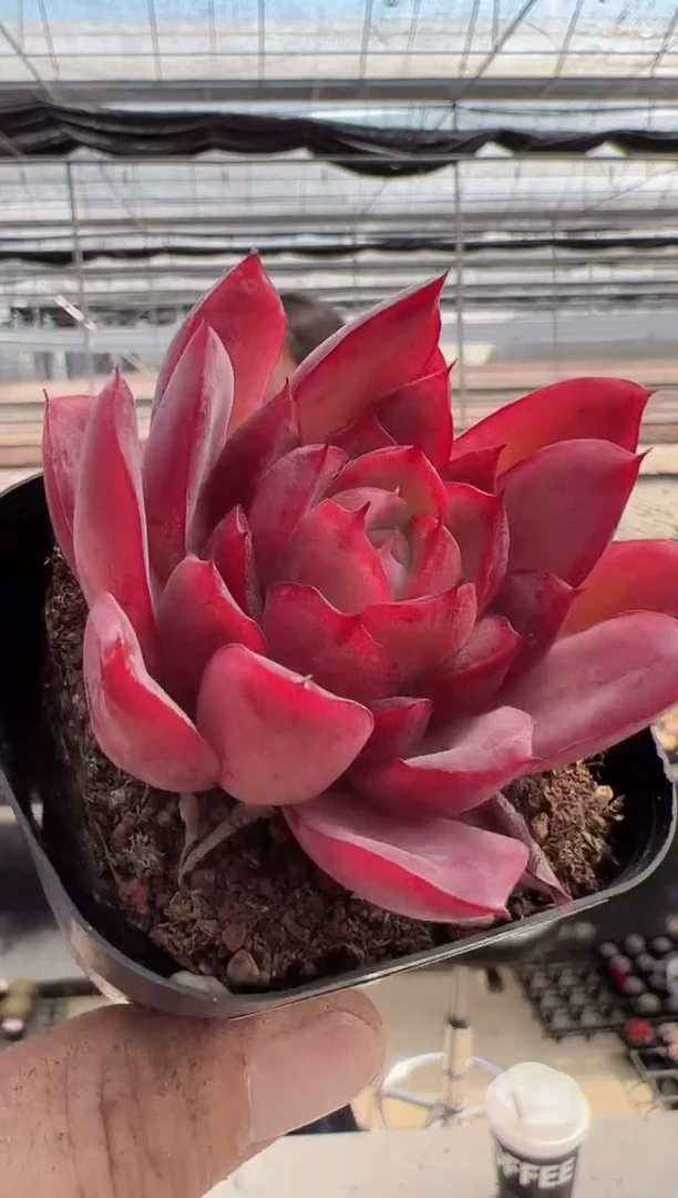 【闪购商品】新款多肉-173