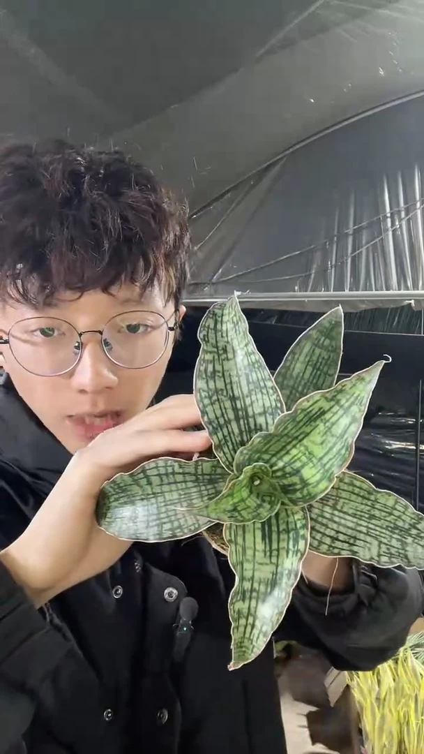 埃及艳后带盆土39.9