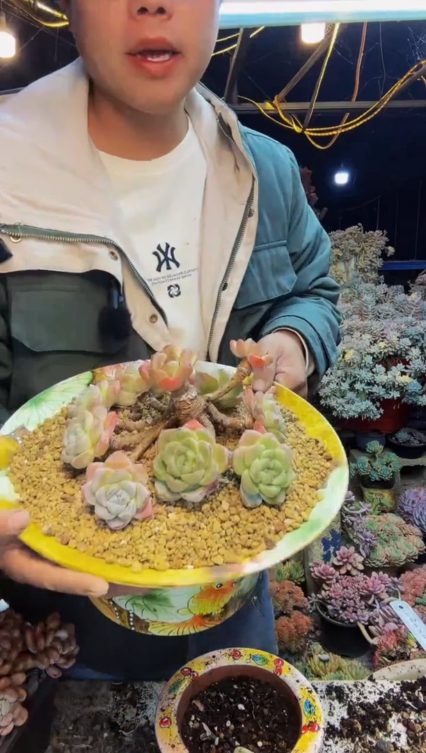 1号冰玉 一物一拍 脱土包邮