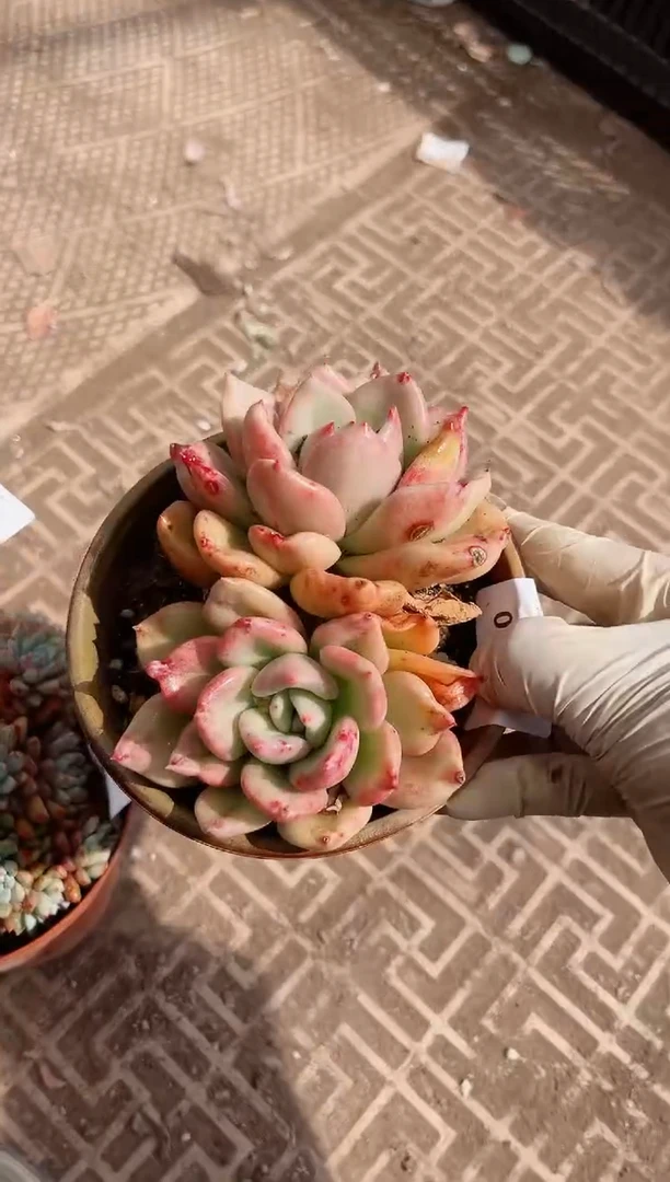 【闪购商品】09291