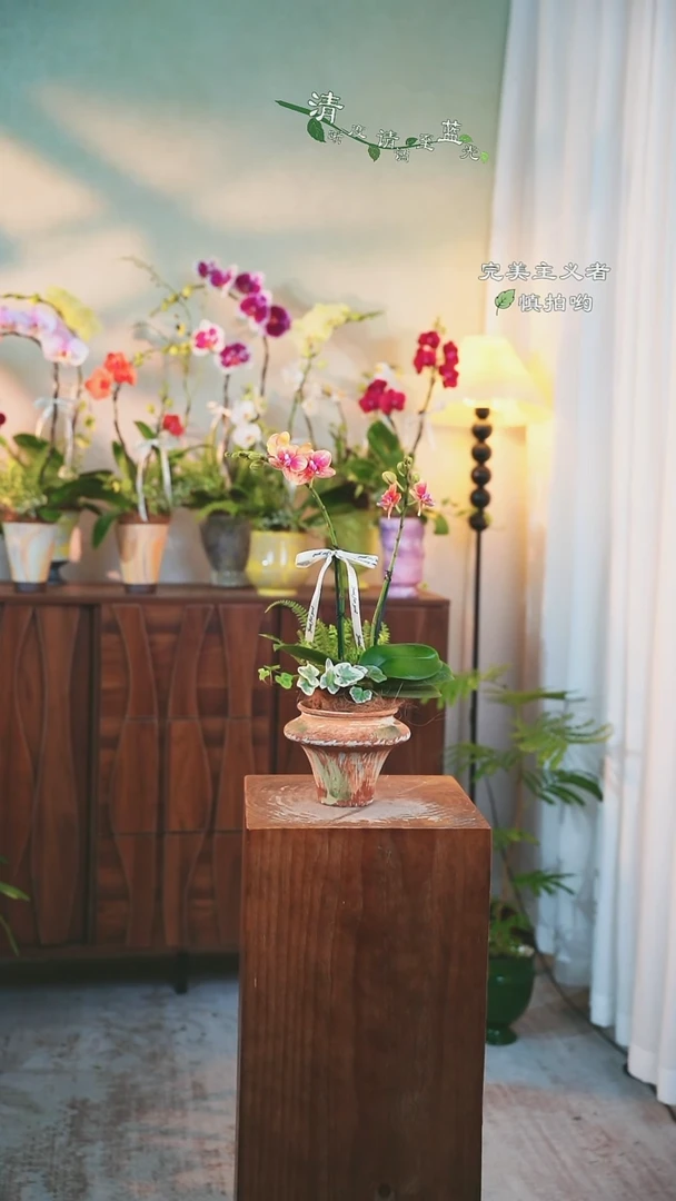 以实际为准蝴蝶兰组合盆栽88