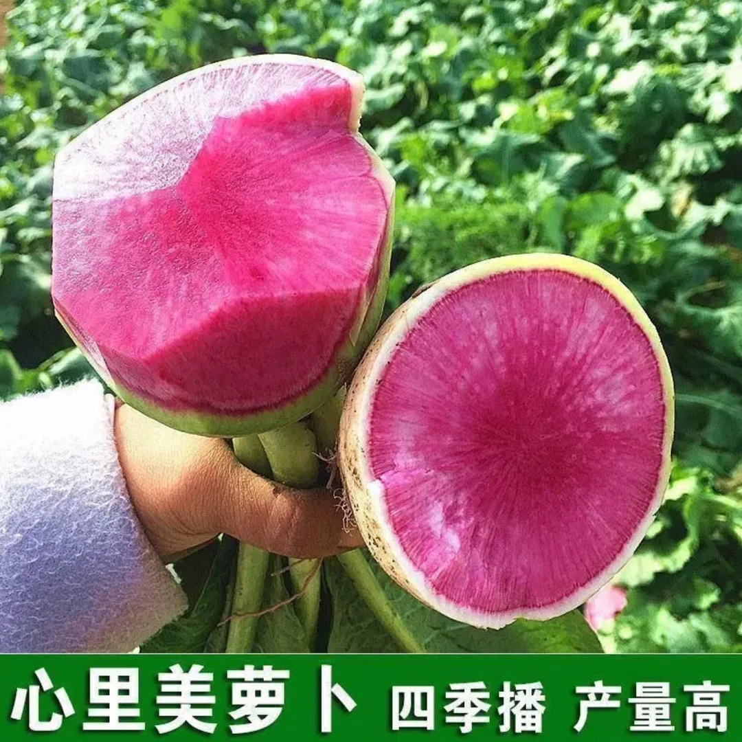 （满5元包邮）心里美萝卜菜籽脆甜多汁阳台庭院播种