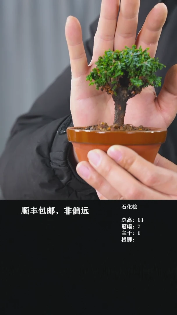 【闪购商品】-石化桧-T37