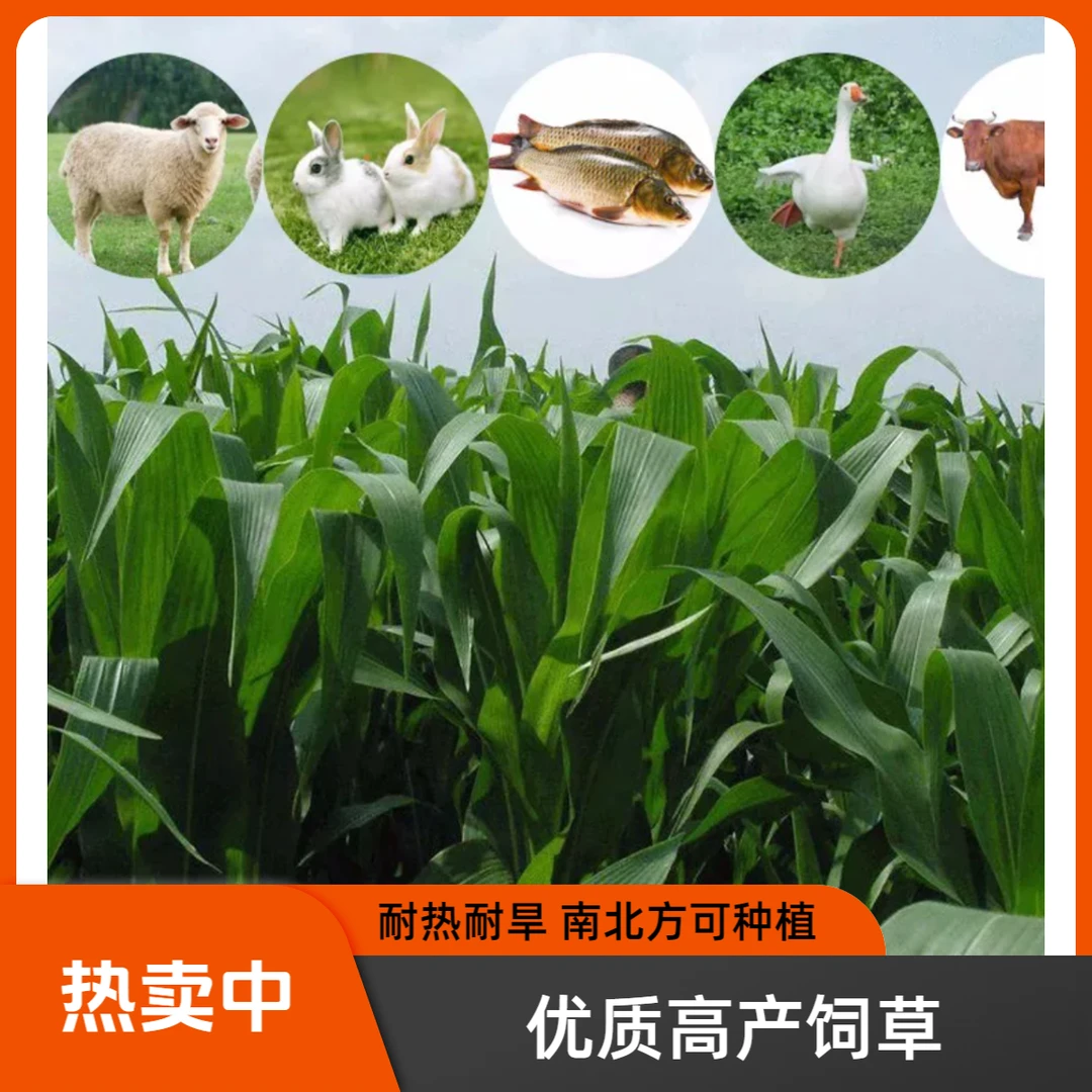 源头厂家进口高丹草籽四季种植高产鸡鸭鹅牛羊鱼畜牧养殖饲料