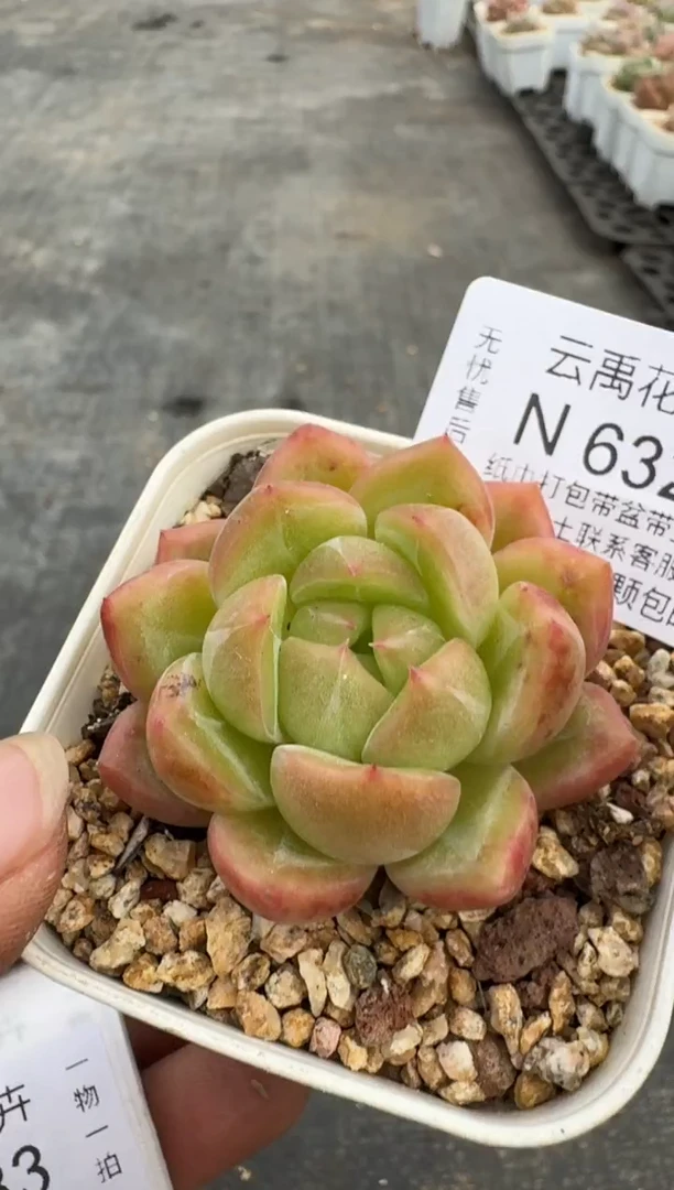 632N带盆土发(6.5cm杯） 当场拍3颗以上包柚 多肉植物 一物一拍