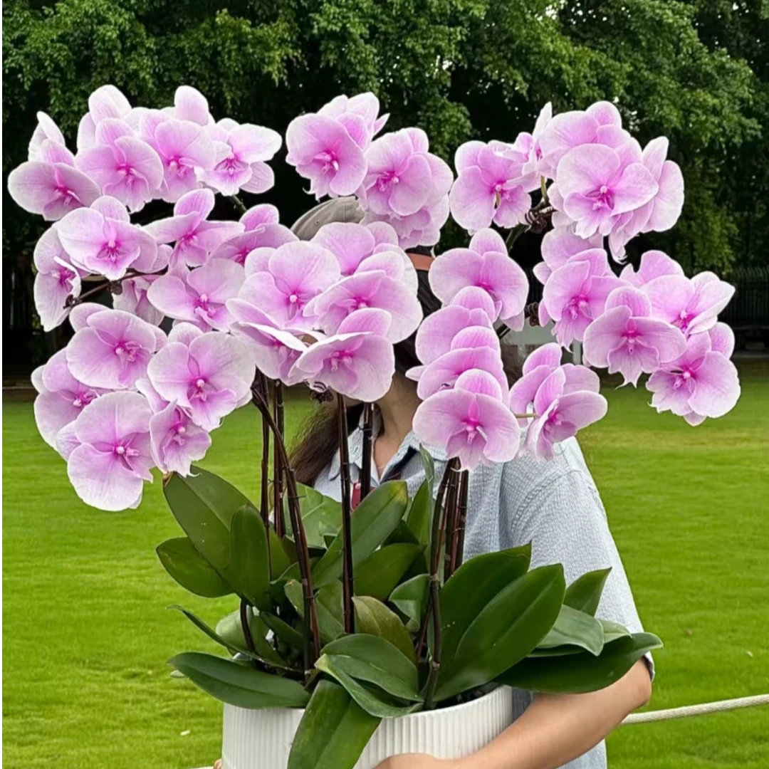 【景尚】蝴蝶兰【迷雾大舌头】大花型3.5寸【无花无梗】精品苗 皮实好养