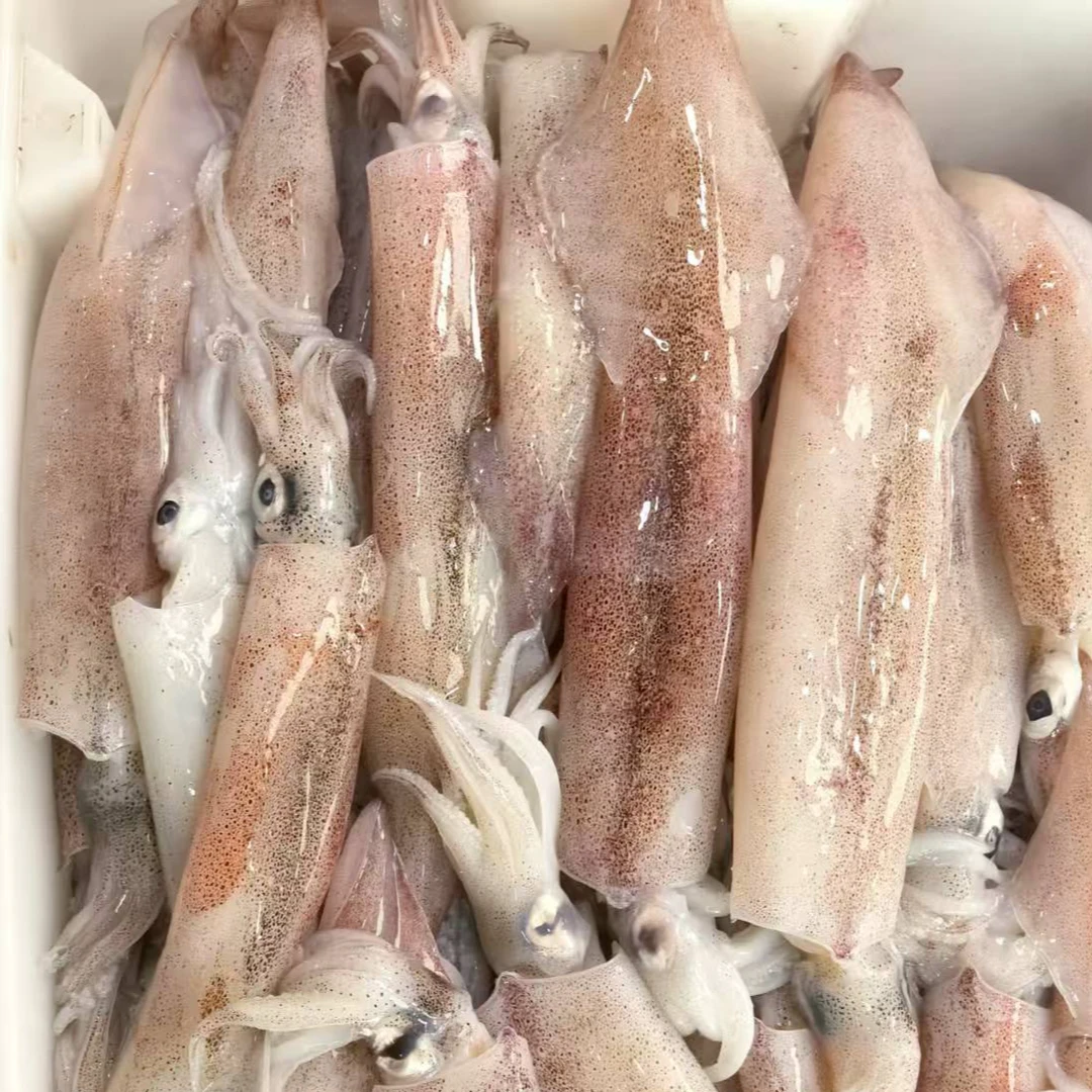 大管/火箭管/辣椒管顺丰发货次日达鱿鱼海鲜