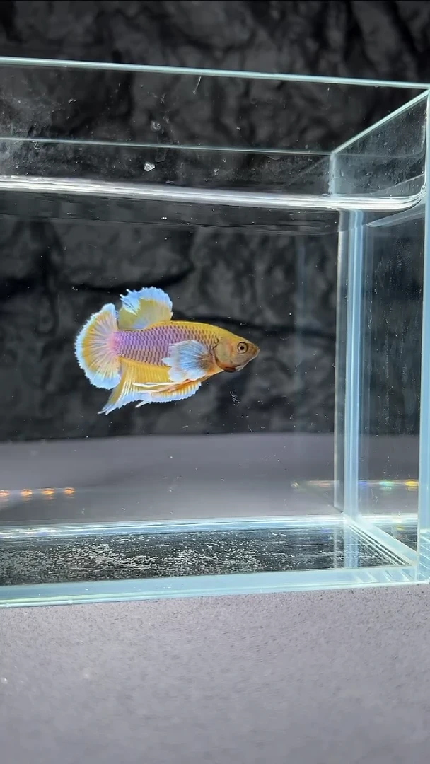 斗鱼竞拍链接156