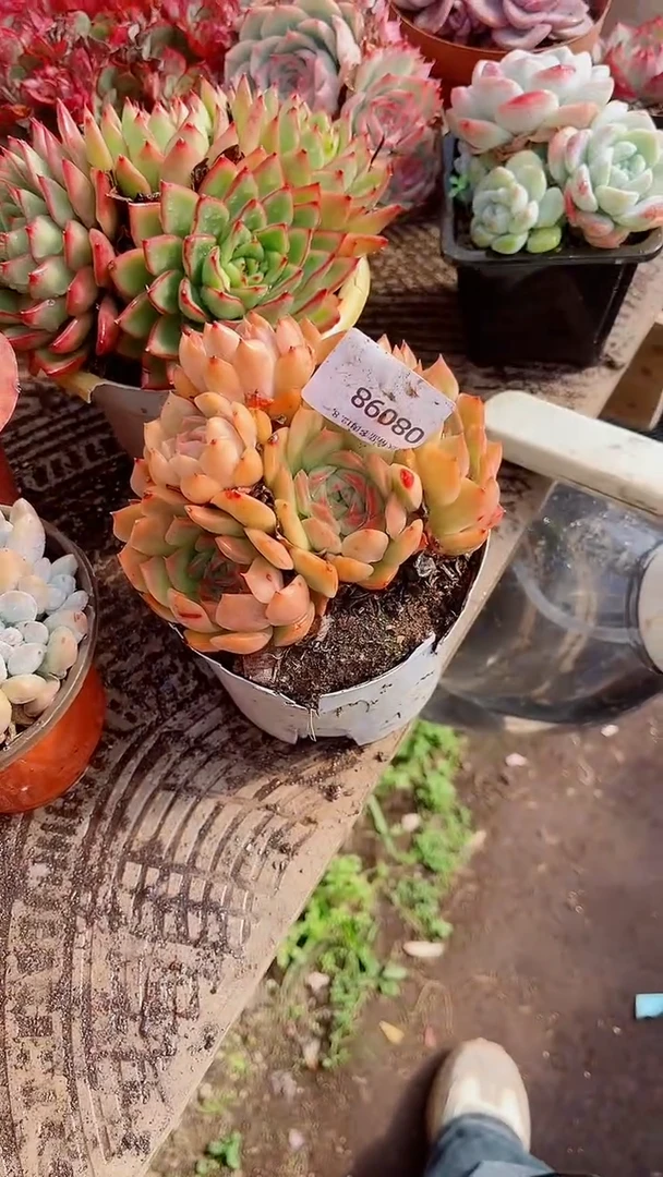 花***宿跃跃精品多肉08098