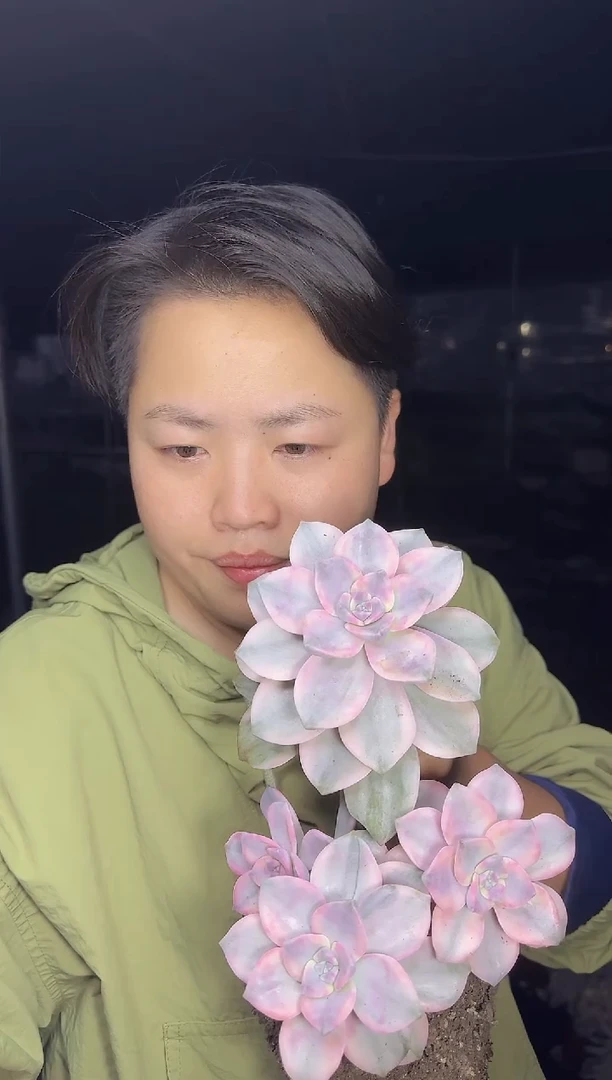 三头紫乐锦9.99