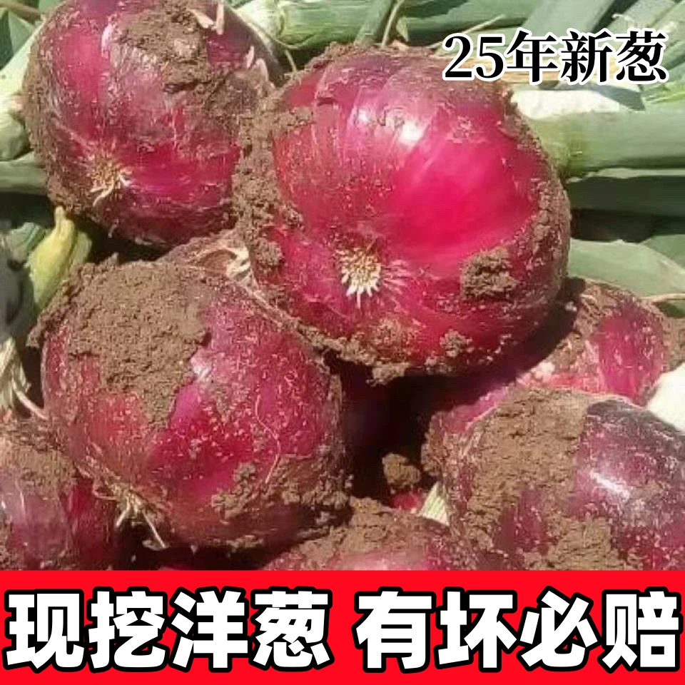 【山东甜味紫皮洋葱】现挖现发农户精选水果洋葱可生吃当季蔬菜批发