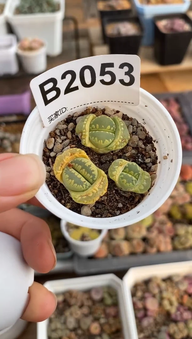 【闪购商品】2053直播一物一拍