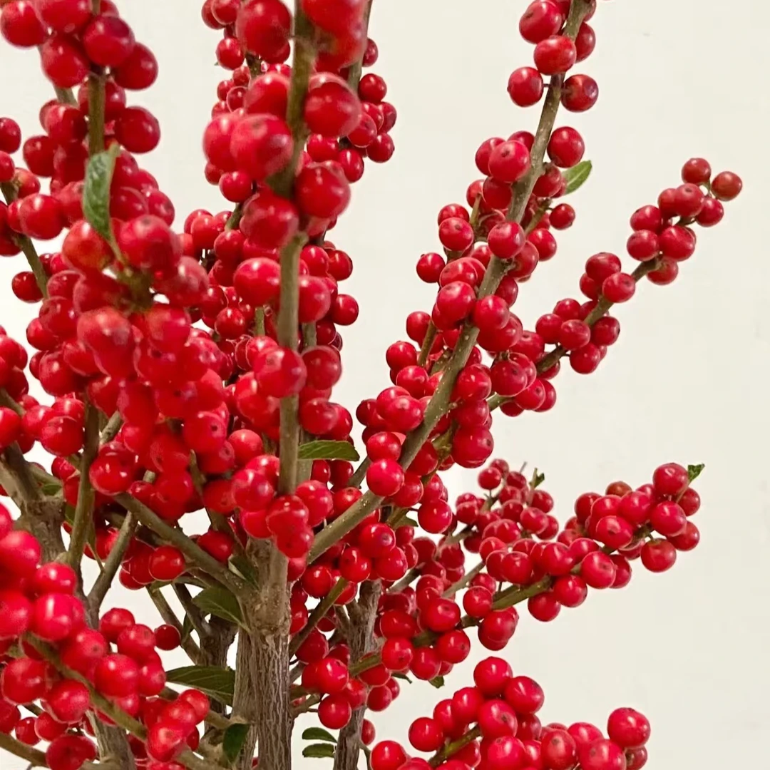 北美冬青-美斯特 挂果时间长 基地原盆 带果发货 多年生 喜庆