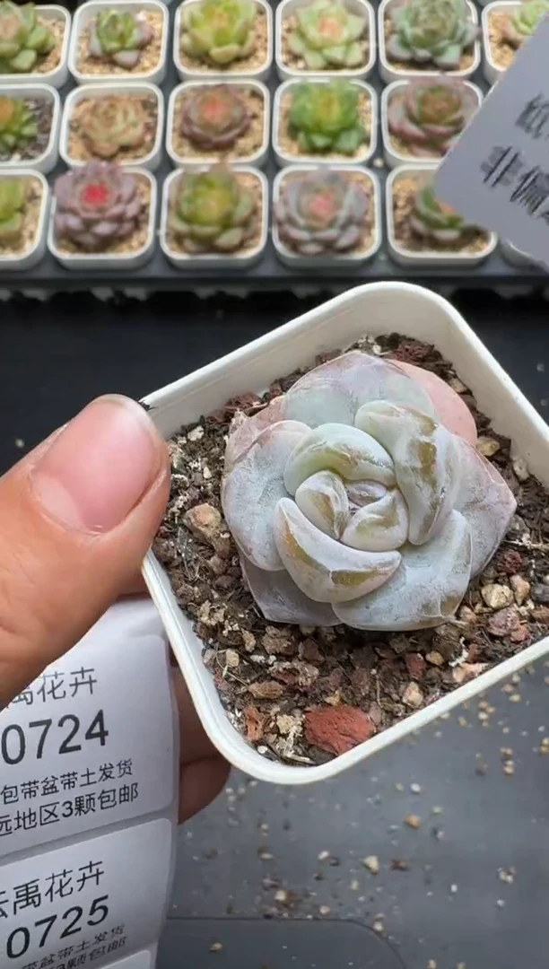 723E云禹多肉植物 带盆土纸巾打包 3颗包邮