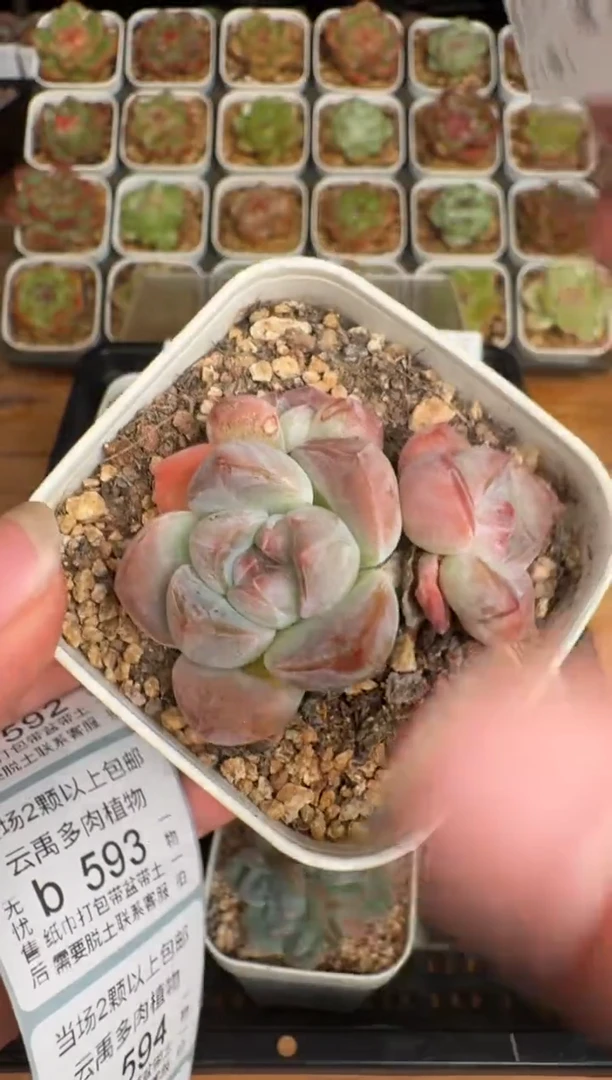 591b珍妮多肉(6.5cm杯）一物一拍 带盆土发