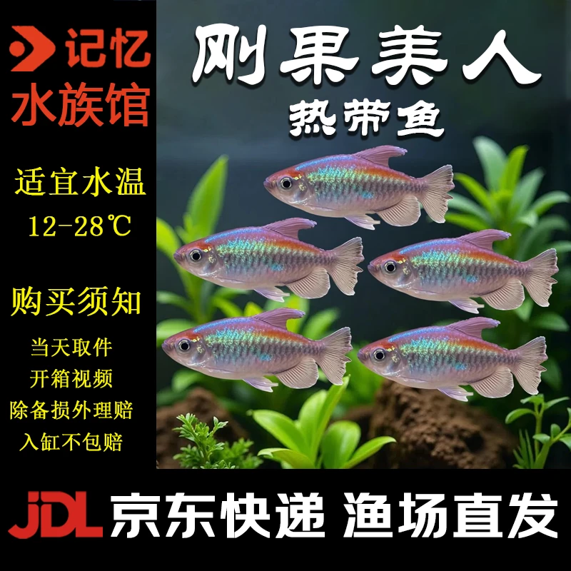 【刚果美人鱼】京东包邮小型可混养热带观赏鱼活体适合新手草缸群游