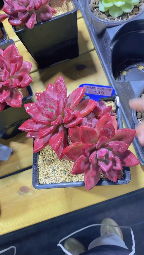 好***！159-赫菲斯托三头大群生脱土发（专拍）