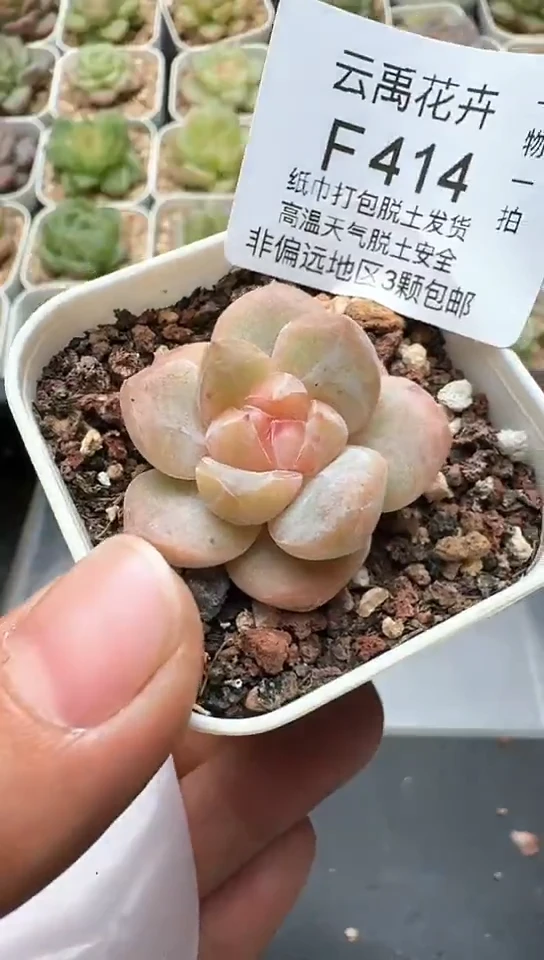 414F云禹多肉植物 默认脱土纸巾打包 3颗包邮