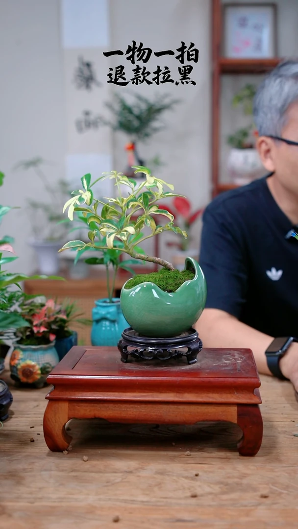 完全开放霹**臭鸭脚木535