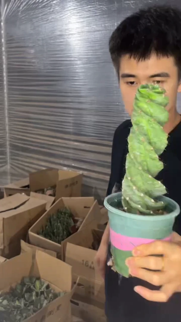 龙卷风【带根】20cm+