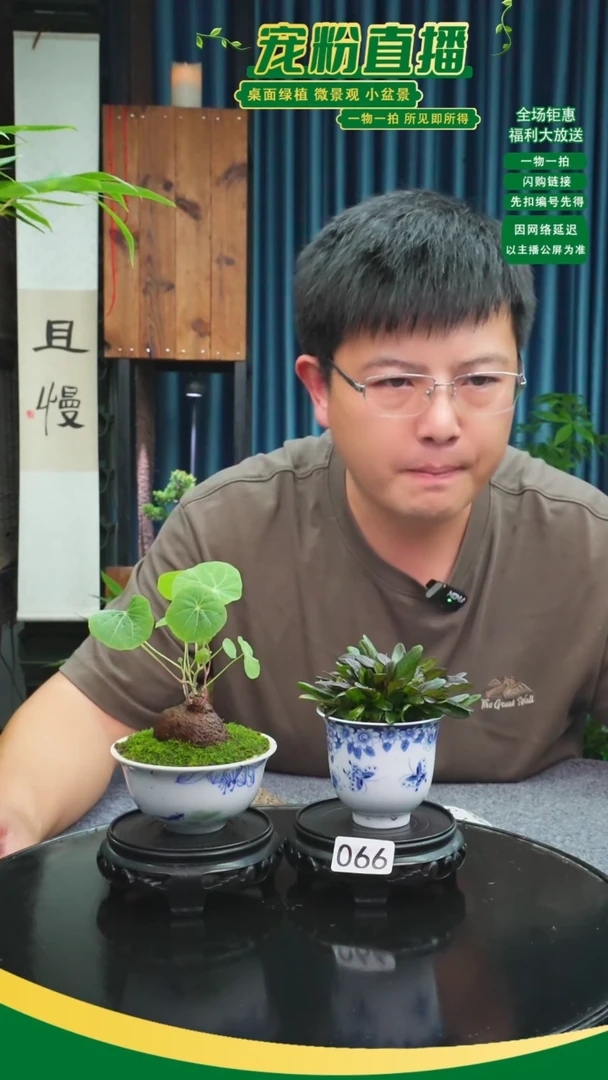 无花朵哆****b苔藓微景观066号