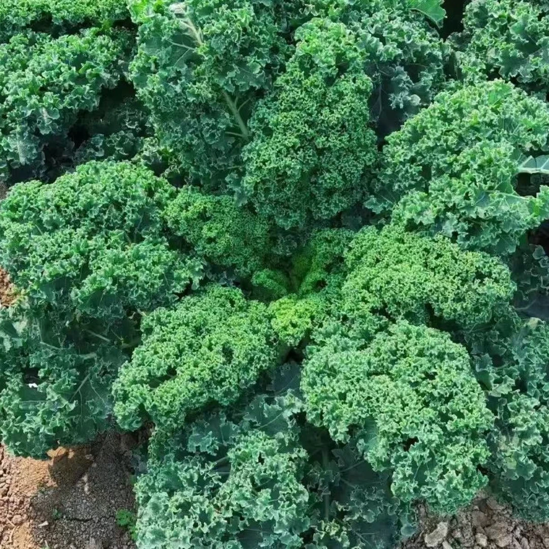 新种子高量绿羽衣甘蓝种子花卉观赏食用绿色蔬菜种籽四季阳台盆
