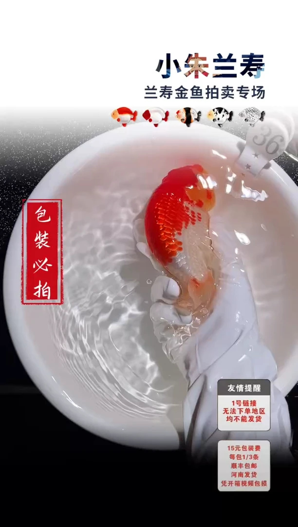 金鱼包装必拍未拍顺丰到付36号