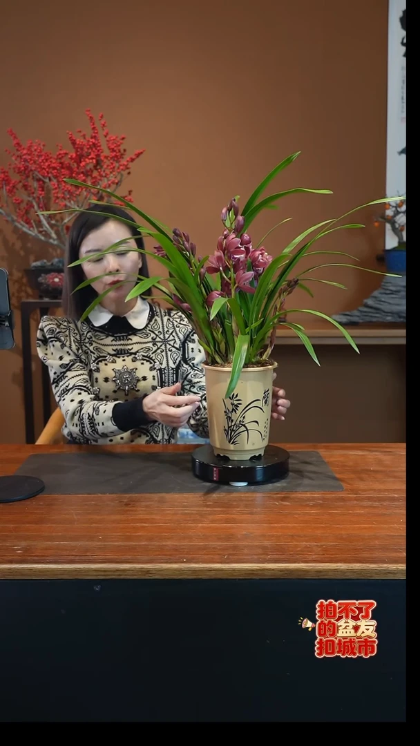 全部花朵红宝石培育盆盆景盆景盆景