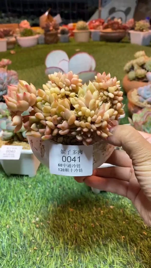 0041（满28包邮发货）