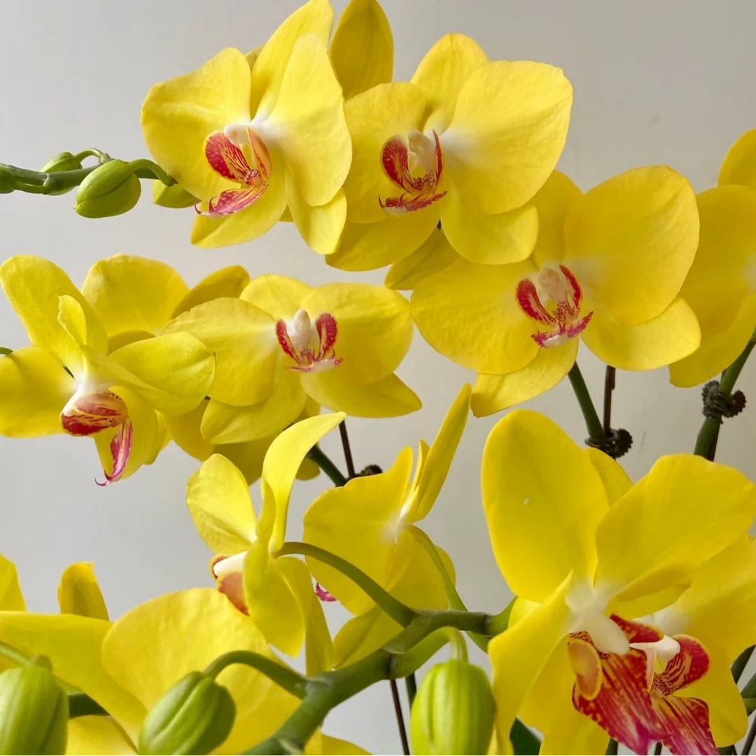 蝴蝶兰苗【大黄蜂】耐热耐开,带花剑发货,3.0寸杯,保底双花剑.