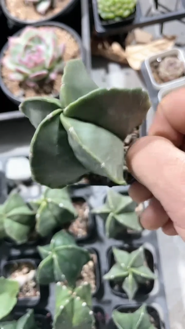 【闪购商品】65盆鸾凤玉多肉