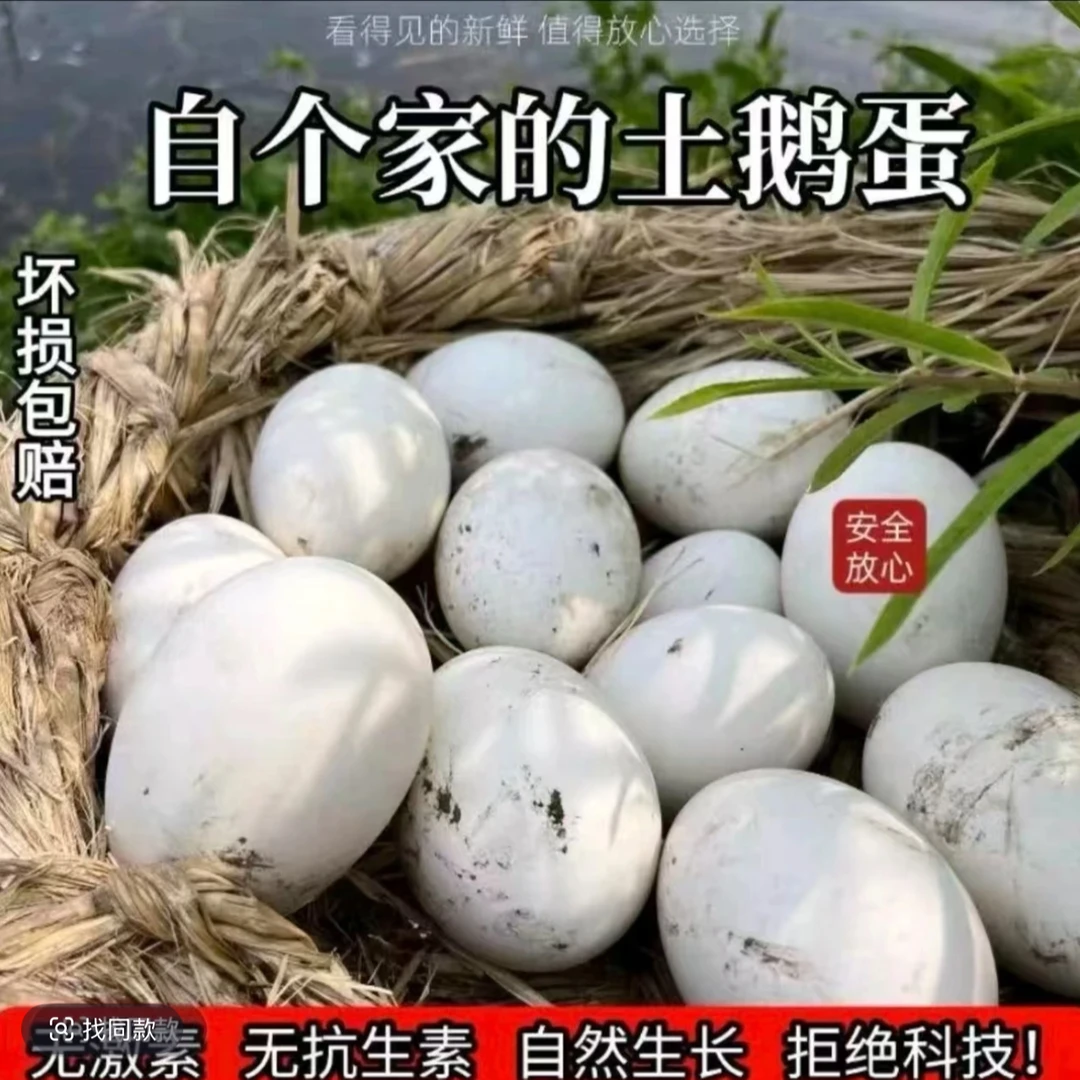 【农家土鹅蛋】农家放养新鲜土鹅蛋 初生蛋