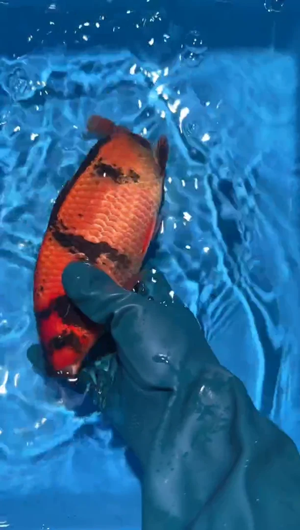 锦鲤点关注右下角竞拍链接出价